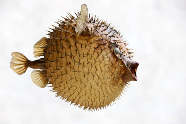 istock Front view of a blow fish or porcupine fish 1166705359