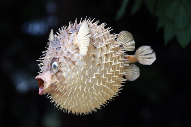 istock Front view of a blow fish or porcupine fish 1166705360
