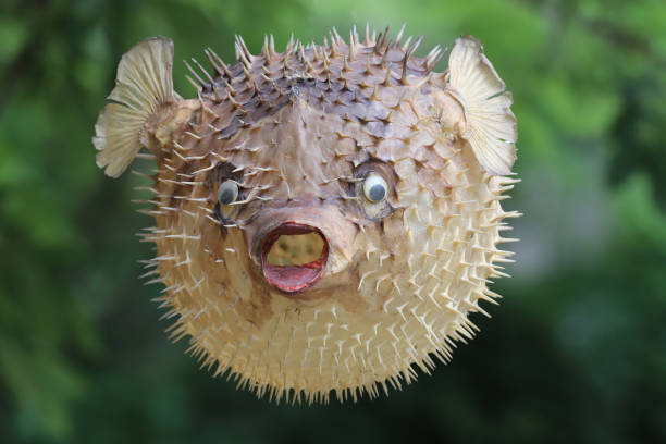 istock Front view of a blow fish or porcupine fish 1166705361