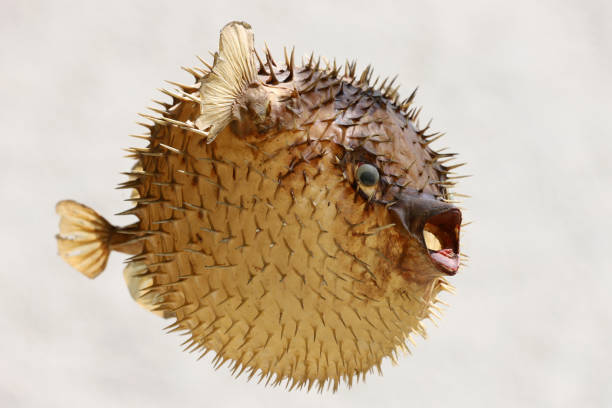 Dried Puffer Fish as Ornamental