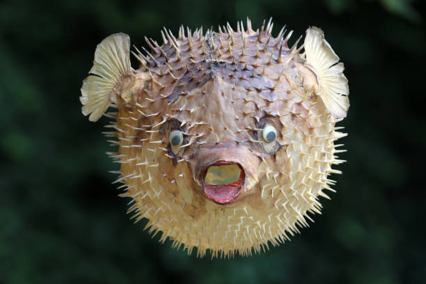istock Front view of a blow fish or porcupine fish 1166705369