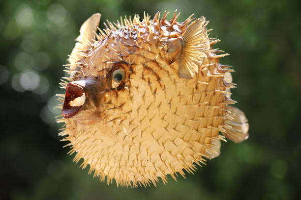 istock Front view of a blow fish or porcupine fish 1166705374