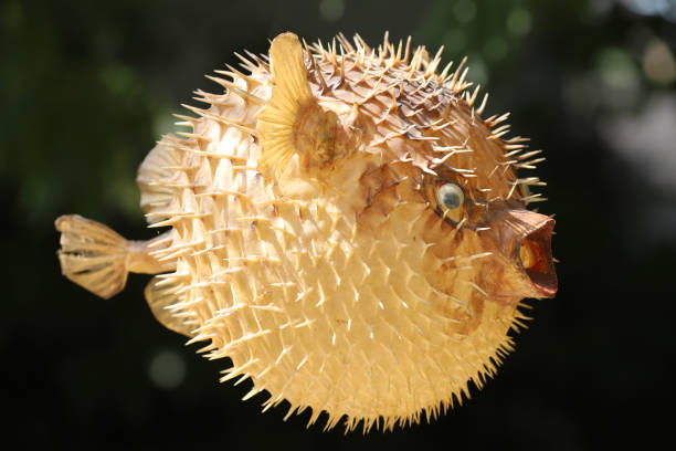 istock Front view of a blow fish or porcupine fish 1166705378