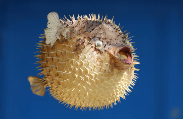 istock Front view of a blow fish or porcupine fish 1166705918
