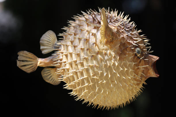 istock Front view of a blow fish or porcupine fish 1166705919