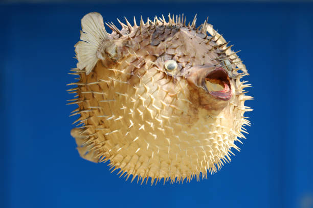 istock Front view of a blow fish or porcupine fish 1166705925