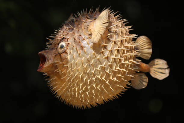 istock Front view of a blow fish or porcupine fish 1166705926