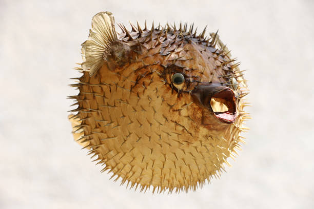 istock Front view of a blow fish or porcupine fish 1166706045