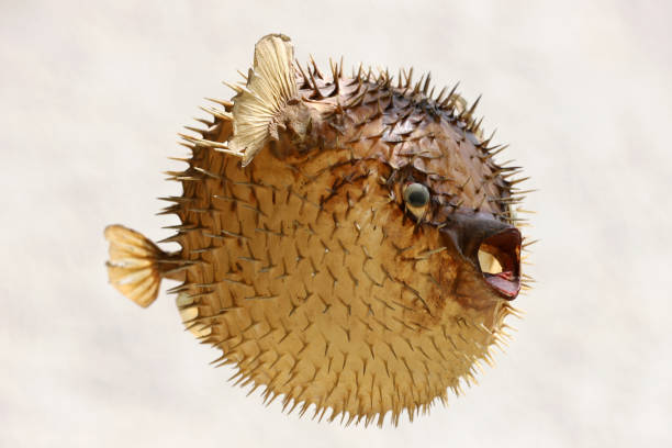 istock Front view of a blow fish or porcupine fish 1166706051