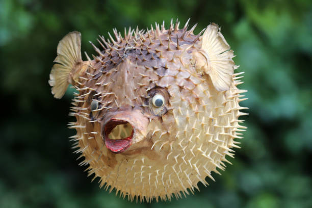 istock Front view of a blow fish or porcupine fish 1166706086