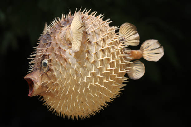 istock Front view of a blow fish or porcupine fish 1166706089