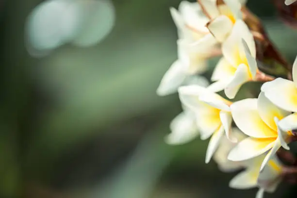 Photo of Frangipani flower Plumeria alba . Tropical white flowers with yellow middle