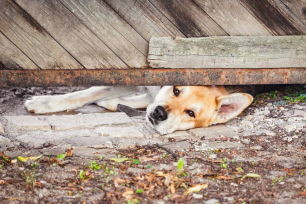 istock Head of the dog. 1166706197