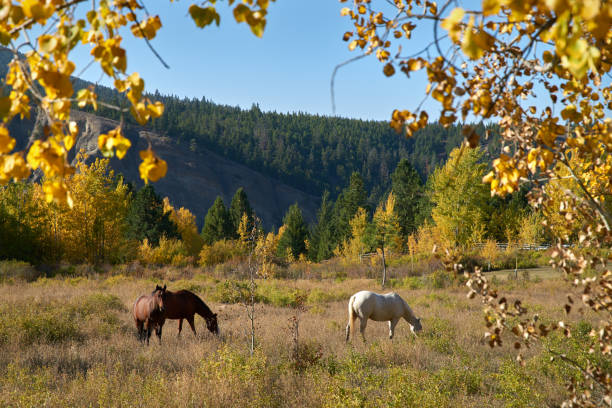 Horse grazing in the Nicola Valley of British Columbia.