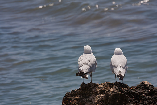 pair of nosey seagulls looking out to sea