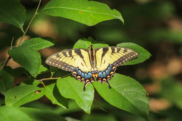 istock Eastern tiger swallowtail papilo glaucus 1166709383