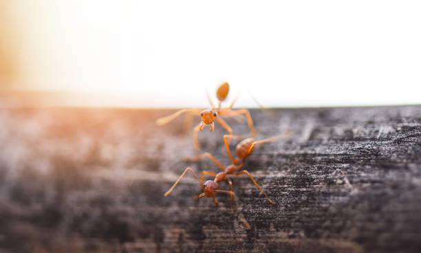 istock Ant action standing on tree branch with morning sunlight - Close up fire ant walk macro shot insect in nature red ant is very small selective focus 1166709654