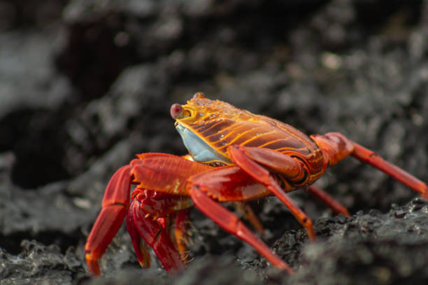 istock Galapagos red crab standing on volcanic rocks 1166710356