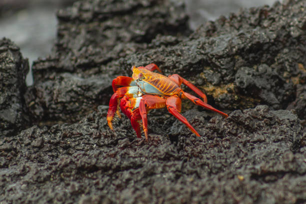 istock Beautiful red Galapagos crab walking among the volcanic rocks 1166710357