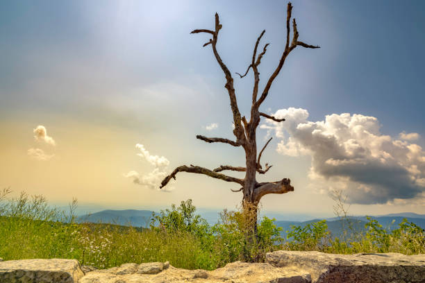 мертвое дерево вдоль горизонта диск - blue ridge mountains appalachian mountains appalachian trail skyline drive стоковые фото и изображения