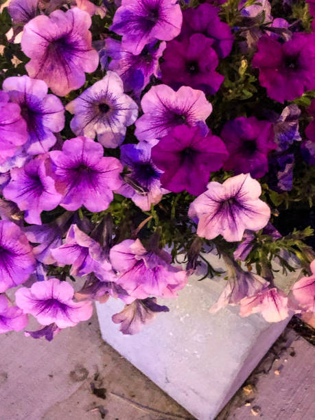 istock Pink pansies flowers in pot 1166710615