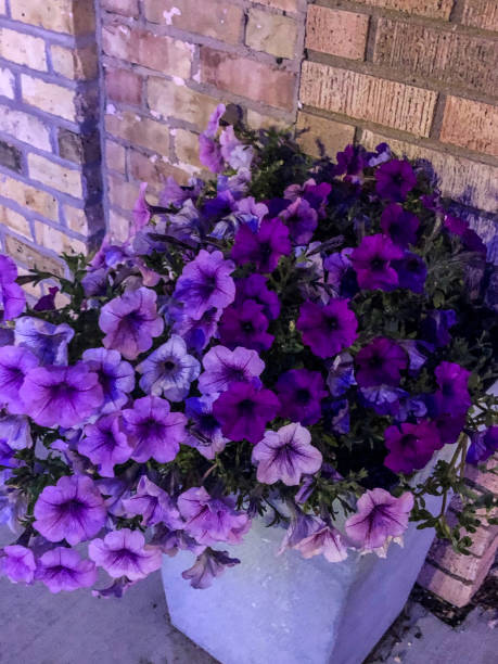 istock Purple pansies in white flower pot 1166710617