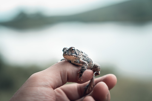 A toad rests on my hand during a summer camping trip.