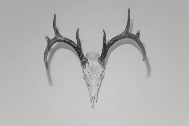 istock Elk Skull and Antlers 1166711309