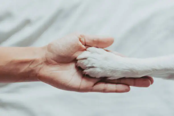 woman hand is gently holding a dog paw. Train dog to shake Paws. Home leisure. Love concept.