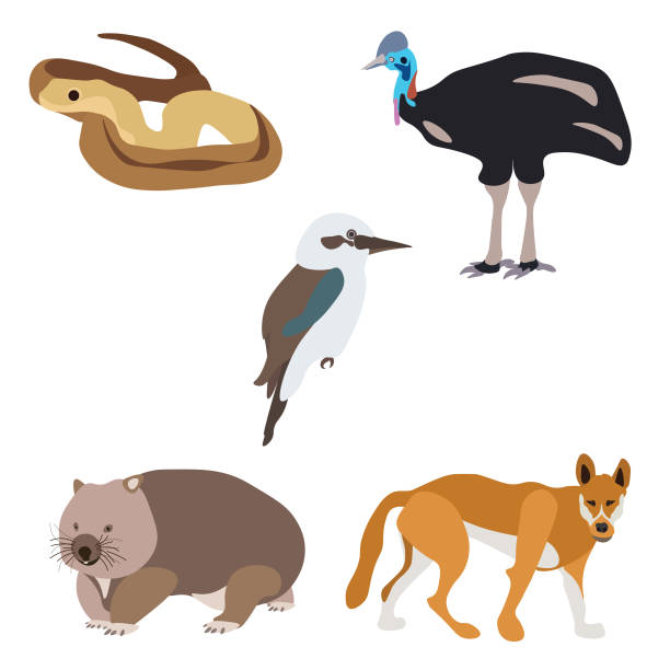 Aussie Animal Vector Collection vector art illustration