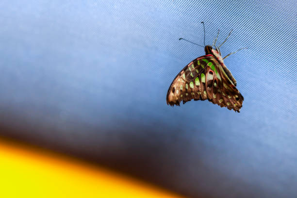 Insectarium Montreal, Quebec