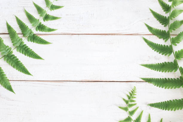 istock Mock up, Fern leaf on white wooden plank background 1166713463