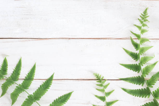 istock Mock up, Fern leaf on white wooden plank background 1166713464