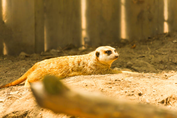 Granby Zoo, Quebec, Canada