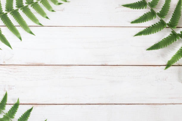 istock Mock up, Fern leaf on white wooden plank background 1166713582