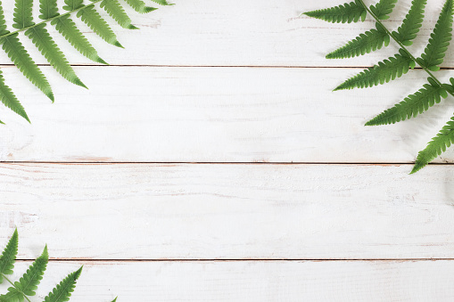 Mock up, Fern leaf on white wooden plank background, minimalist