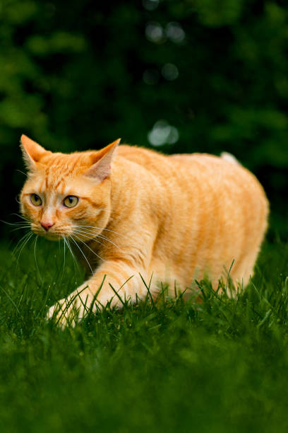 istock Ginger cat outdoors 1166714815