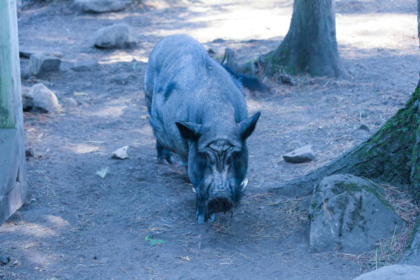 istock Fat wild boar in the zoo 1166715060