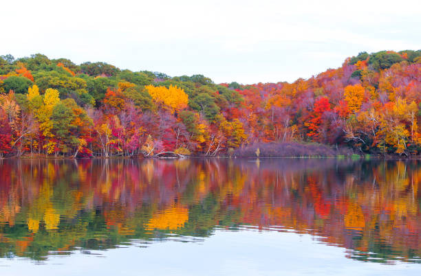 bellissima foresta d'acero vicino al lago - maple tree foto e immagini stock