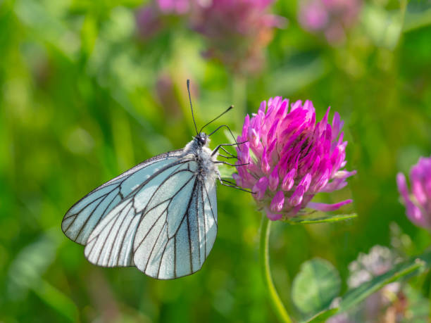 bella farfalla bianca su fiori viola fiore - black veined white butterfly foto e immagini stock