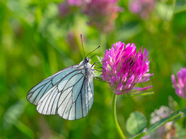 紫色の花の花に美しい白い蝶 - black veined white butterfly ストックフォトと画像