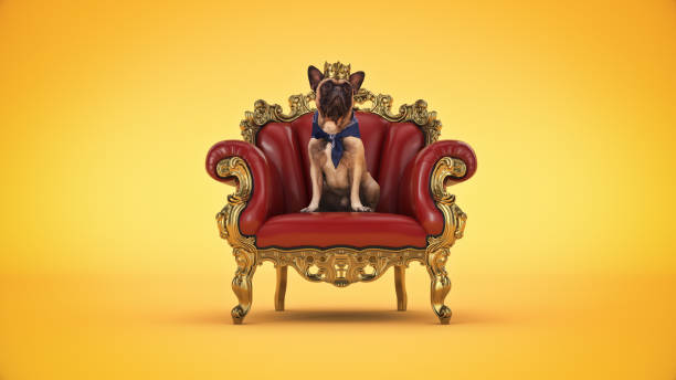 perro con corona en una silla. renderizado 3d - crown king queen gold fotografías e imágenes de stock