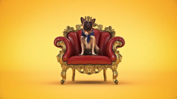 dog with crown in a chair. 3d rendering - crown king queen gold imagens e fotografias de stock