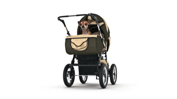 istock Dog in baby carriages. 3d rendering 1166717637