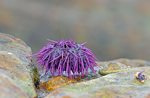 Sea urchins, or simply urchins, are typically spiny, globular animals, echinoderms in the class Echinoidea. About 950 species live on the seabed, inhabiting all oceans