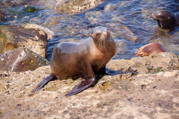 istock Sea Lions of the West Coast 1166717811