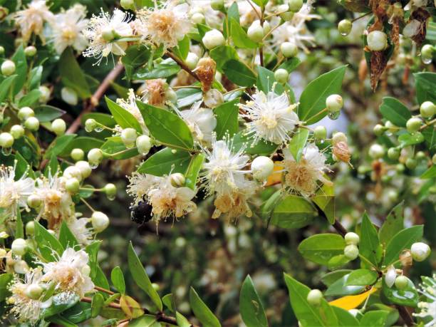 istock June. Tokyo. Mimosa Tree in bloom. 1166718659