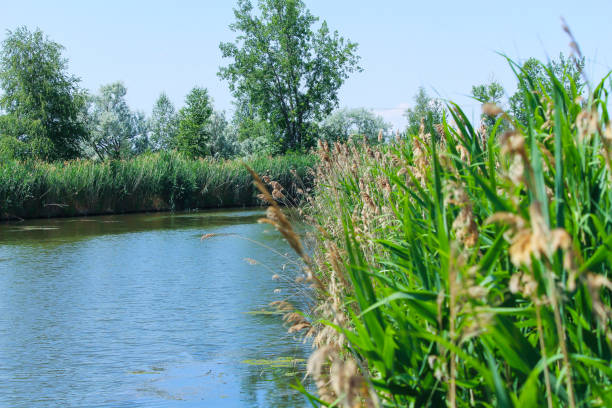 istock Reeds by the river in summer 1166719838