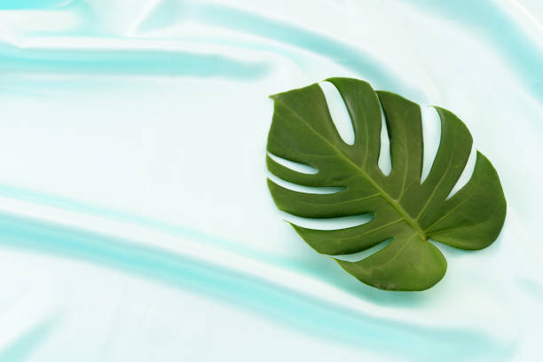 istock Leaf of Monstera deliciosa 1166720864