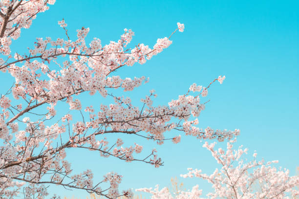 istock Beautiful cherry blossom sakura in spring time in Japan. 1166725512